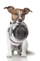 Разное объявление но. 1331246: Интернет магазин товаров для животных Зайцы.Онлайн г.Омск