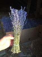 Растения объявление но. 1346077: Лаванда в букетах сухая , цвет