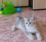 Кошки, котята объявление но. 1368358: Золотой котенок-шиншилла