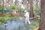 Уборка объявление но. 1443099: Очистка участка от кустарника цена в Щелкове