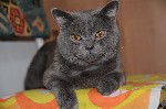 Красивый британский кот, 2 года, сделаны все прививки, ласковый, с большим опытом, папа красивых котят. Приглашает кошечек на вязку. 
Цена 800 шек. или котенок на наш выбор. 
Алина. ...