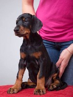 Собаки, щенки объявление но. 1469267: Щенки добермана