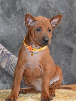 Услуги объявление но. 1516179: Щенки Тайского риджбека