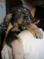 Услуги объявление но. 1528679: Щенки Тибетского мастифа