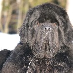 Собаки, щенки объявление но. 1529594: Продажа щенков ньюфаундленда