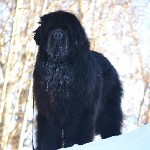 Собаки, щенки объявление но. 1529594: Продажа щенков ньюфаундленда