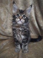 Услуги объявление но. 1534456: Котята Мейн-куна