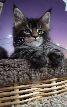 Услуги объявление но. 1534456: Котята Мейн-куна