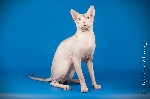 Кошки, котята объявление но. 1547254: Племенной котик донского сфинкса