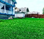 Растения объявление но. 1621566: Жидкий газон AquaGrazz