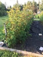 Продам дом объявление но. 1671157: Продам зимний дом 115 кв.м. участок 18 соток. дер. Загорье. Кингисепп