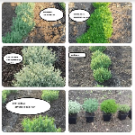 Растения объявление но. 1671706: Продам саженцы плодовые деревья грецкий орех фундук. Кустарники