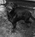 Собаки, щенки объявление но. 1758208: Щенок ротвейлера