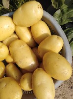 Своим покупателем мы рады предложить оптом молодой продовольственный картофель светлого голландского сорта «Мелодия», уборку которого в настоящее время мы осуществляем на полях в солнечном Пакистане.  ...