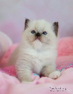 Кошки, котята объявление но. 1796226: Котята породы рэгдолл