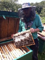 Разное объявление но. 1797157: Пчеломатки карпатка. Бджоломатки карпатка