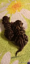 Услуги объявление но. 1821856: Бенгальские котята