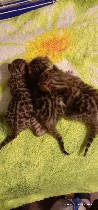 Услуги объявление но. 1821856: Бенгальские котята
