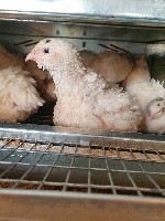 Разное объявление но. 1835921: Перепела