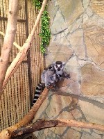 Разное объявление но. 1855789: Лемур Катта продам