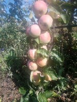 Хозяйство предлагает купить самые сладкие, сочные яблоки Пензенской области, выращенные в саду на территории Бессоновского района. 
Крупные, красивые, вкусные, чистые, хорошего качества. 
В продаже  ...