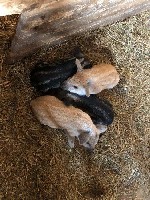 Разное объявление но. 1858261: Поросята