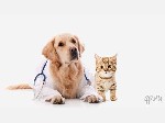 Услуги ветеринара объявление но. 1867210: Лечение и консультация мелких домашних животных.