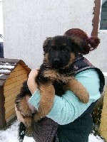 Собаки, щенки объявление но. 1892361: Элитные щенки немецкой овчарки