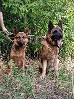 Собаки, щенки объявление но. 1892361: Элитные щенки немецкой овчарки