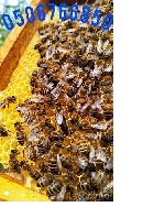 Пчелиные матки Карпатской породы собственного вывода. Без посредников. Эта порода пчёл очень быстро развивается ранней весной, зимостойкая, быстро адаптируется к разным территориям.
Нектар который пр ...