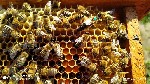 Разное объявление но. 1903885: Пчелиные матки. Бджоломатки.