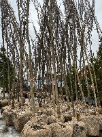 Растения объявление но. 1912526: Озеленение городских территорий