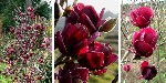 Растения объявление но. 1913532: Продаются саженцы редких деревьев и кустарников