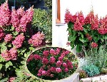 Растения объявление но. 1913532: Продаются саженцы редких деревьев и кустарников