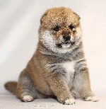 Собаки, щенки объявление но. 1923301: Продаются щенки сиба ину в Екатеринбурге