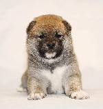 Собаки, щенки объявление но. 1923301: Продаются щенки сиба ину в Екатеринбурге