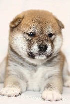 Собаки, щенки объявление но. 1923301: Продаются щенки сиба ину в Екатеринбурге