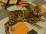Услуги объявление но. 2001037: бенгальские леопардовые котятки