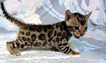 Услуги объявление но. 2001037: бенгальские леопардовые котятки