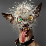 Ищу партнера, инвестора объявление но. 2002752: Смехуёчки пиздахаханьки