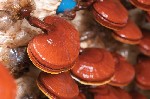 Продаётся зерновой мицелий целебных грибов Рейши.
Этот гриб обладает множеством целебных свойств. Доказано, что плодовые тела рейши активно тонизируют иммунную систему человека и прекрасно снимают де ...