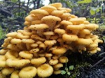 Растения объявление но. 2159750: Мицелий грибов от производителя