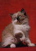 Праздничная скидка на котят рэгдолл из американского клуба кошек 1500 ...