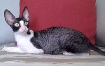 Питомник SILKWAVE предлагает котят редкой породы Корниш-рекс (короткошерстная кошка с каракулевой шерстью). Эти кошки практически не линяют и как правило не вызывают аллергии на шерсть. Корниши энерги ...