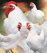 Компания Вита-Ко, учитывая актуальный сегодня вопрос безопасности корма, имеет возможность предложить нашим клиентам широкий ассортимент кормовых добавок для сельскохозяйственных животных и птиц, позв ...
