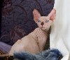 Питомник канадских сфинксов AZZURE LUCE предлагает идеально голых гипоаллергенных котят от титулованных производителей, девочек и мальчиков, редких окрасов. Котята в правильном современном породном ти ...