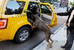 Такси, пассажирские перевозки объявление но. 2391897: Международная перевозка животных