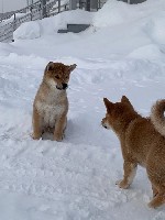 Собаки, щенки объявление но. 2418399: Продаются шикарные щенки Сиба ину