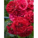 Растения объявление но. 2458094: Саженцы роз с доставкой из питомника по Москве и Подмосковье