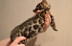 Услуги объявление но. 2478646: Бенгальские котята